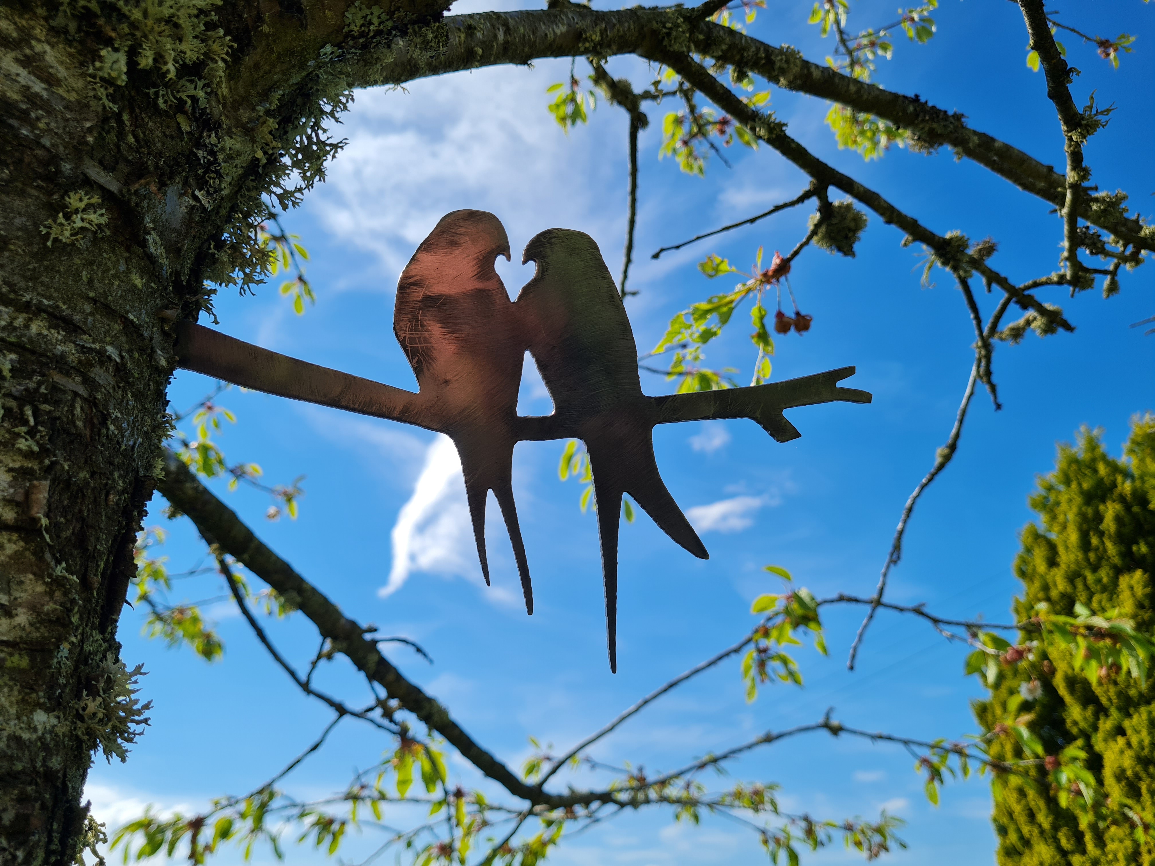 Love Birds