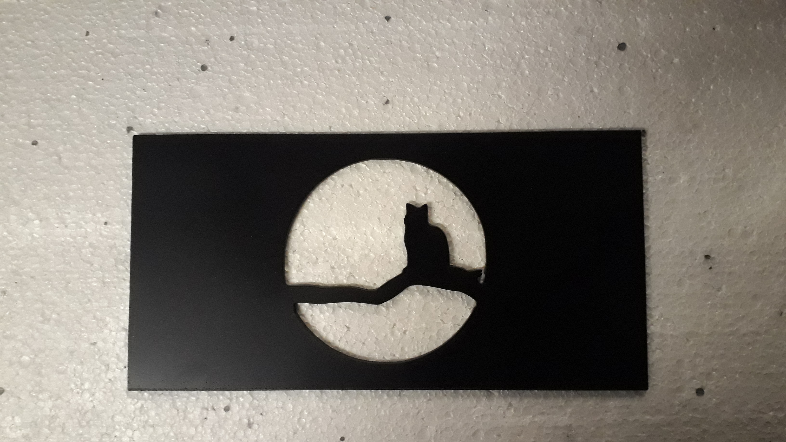 Cat Moon